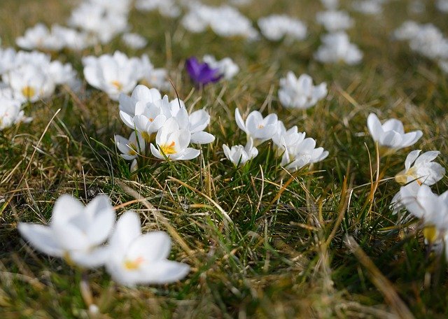 crocus-6137701_640-1
