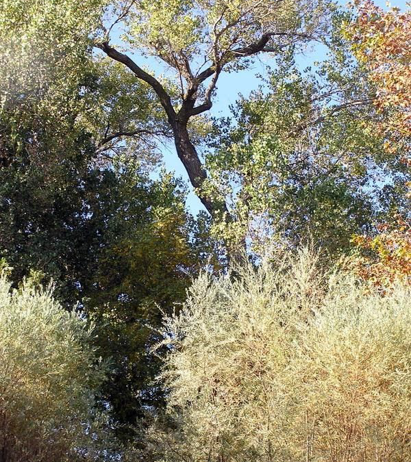 Meditation: Cottonwoods: Ten-Thousands Reasons Why