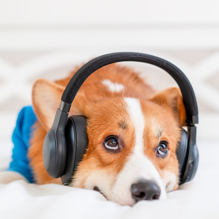 meditation-audio We were all profoundly affected by the dysfunction